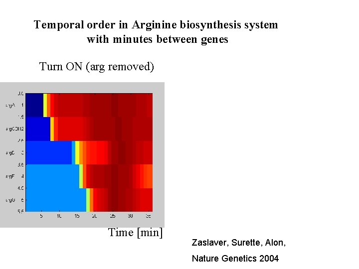 Temporal order in Arginine biosynthesis system with minutes between genes Turn ON (arg removed)