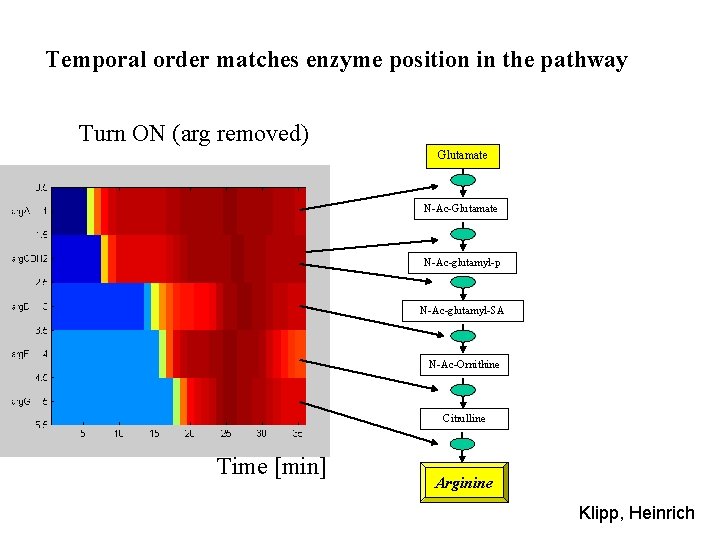 Temporal order matches enzyme position in the pathway Turn ON (arg removed) Turn OFF
