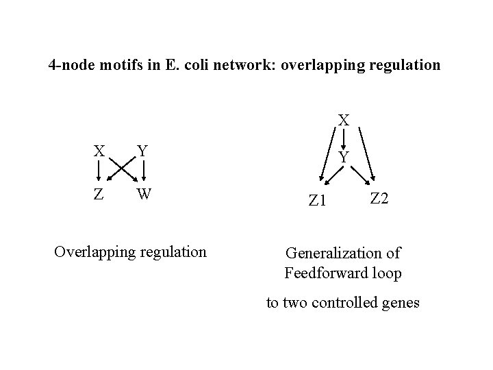 4 -node motifs in E. coli network: overlapping regulation X X Y Z W