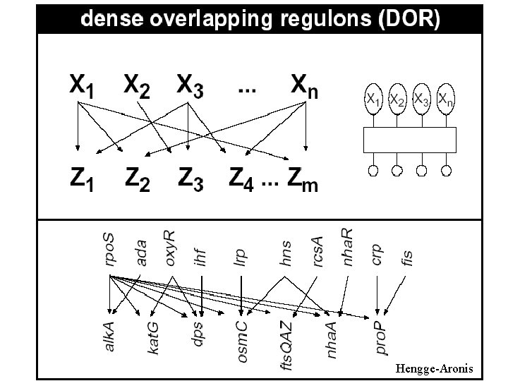 Hengge-Aronis 