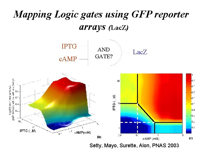 Mapping Logic gates using GFP reporter arrays (Lac. Z) IPTG c. AMP AND GATE?