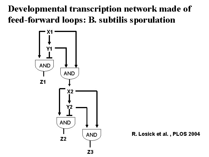 Developmental transcription network made of feed-forward loops: B. subtilis sporulation X 1 Y 1
