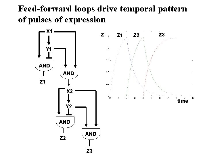 Feed-forward loops drive temporal pattern of pulses of expression X 1 Z Z 1