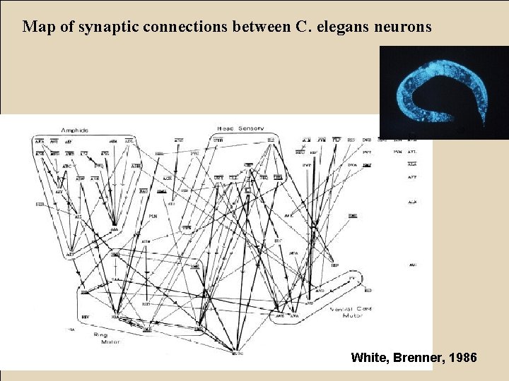 Map of synaptic connections between C. elegans neurons White, Brenner, 1986 