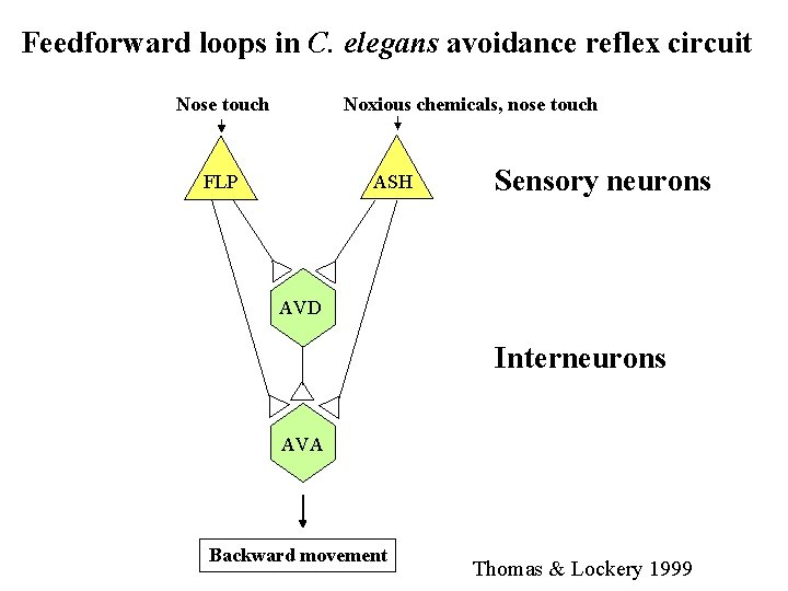 Feedforward loops in C. elegans avoidance reflex circuit Nose touch Noxious chemicals, nose touch