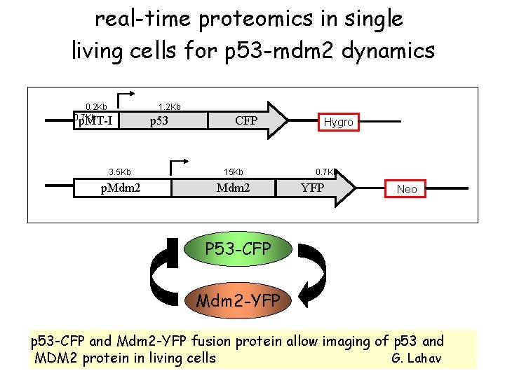 real-time proteomics in single living cells for p 53 -mdm 2 dynamics 0. 2