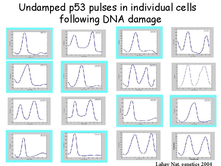 Undamped p 53 pulses in individual cells following DNA damage Lahav Nat. genetics 2004
