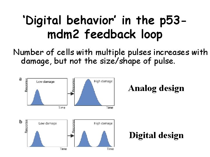 ‘Digital behavior’ in the p 53 mdm 2 feedback loop Number of cells with
