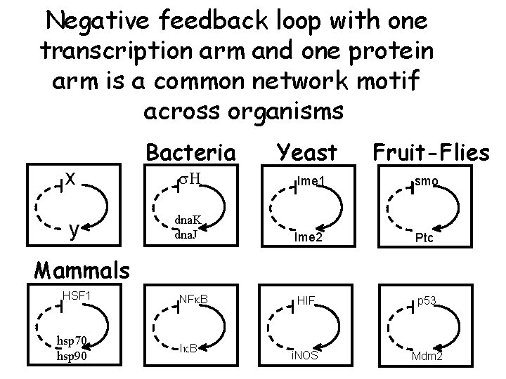 Negative feedback loop with one transcription arm and one protein arm is a common