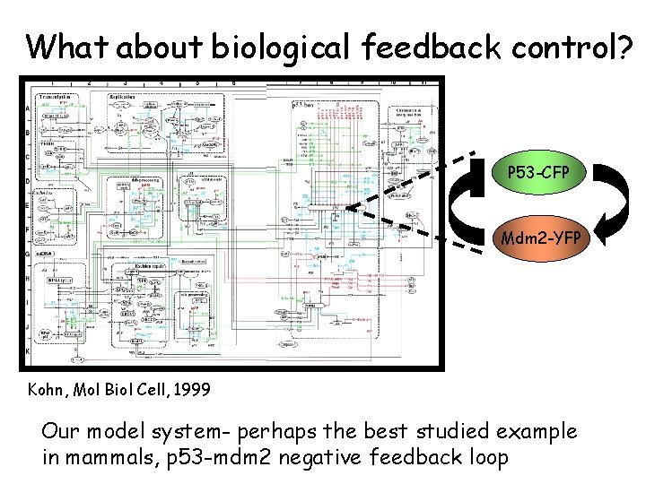 What about biological feedback control? P 53 -CFP Mdm 2 -YFP Kohn, Mol Biol