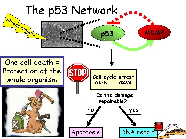 St The p 53 Network res ss ign als One cell death = Protection