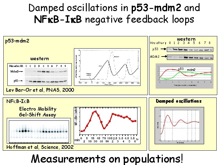 Damped oscillations in p 53 -mdm 2 and NFk. B-Ik. B negative feedback loops