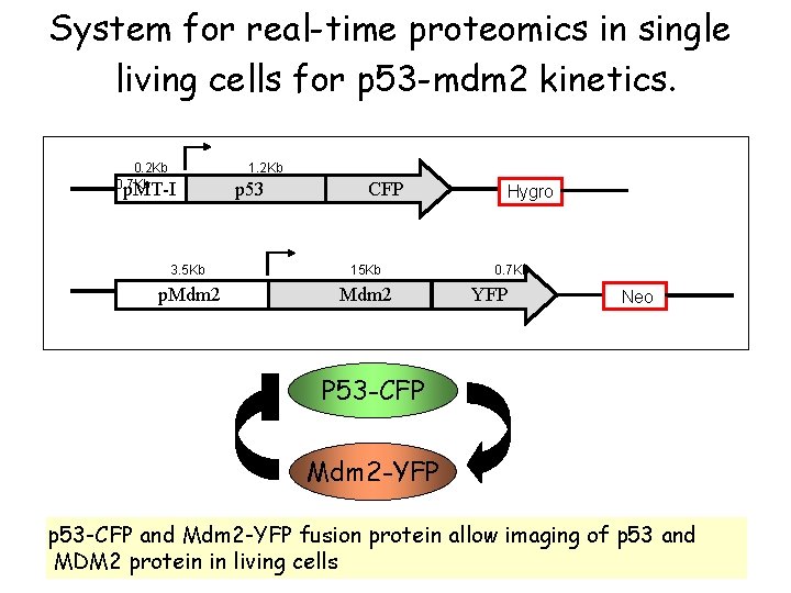 System for real-time proteomics in single living cells for p 53 -mdm 2 kinetics.