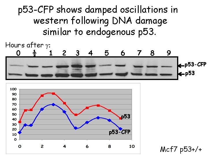 p 53 -CFP shows damped oscillations in western following DNA damage similar to endogenous
