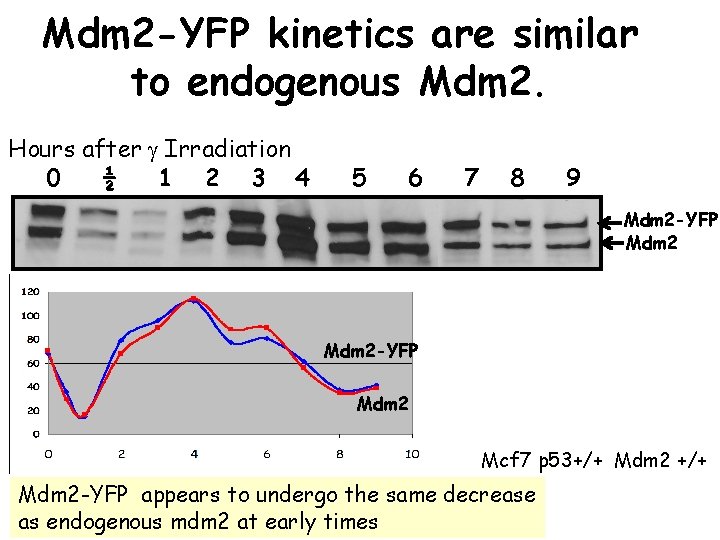 Mdm 2 -YFP kinetics are similar to endogenous Mdm 2. Hours after g Irradiation