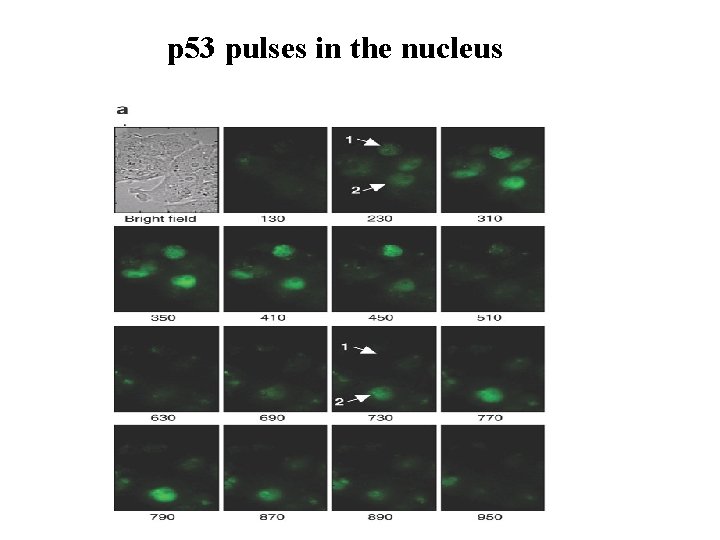 p 53 pulses in the nucleus 