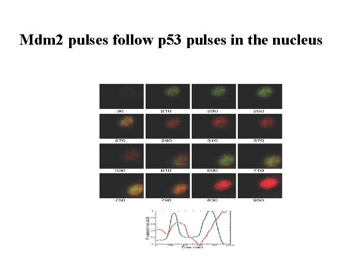 Mdm 2 pulses follow p 53 pulses in the nucleus 