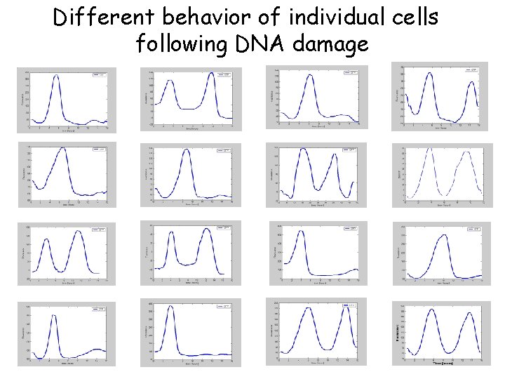 Different behavior of individual cells following DNA damage 