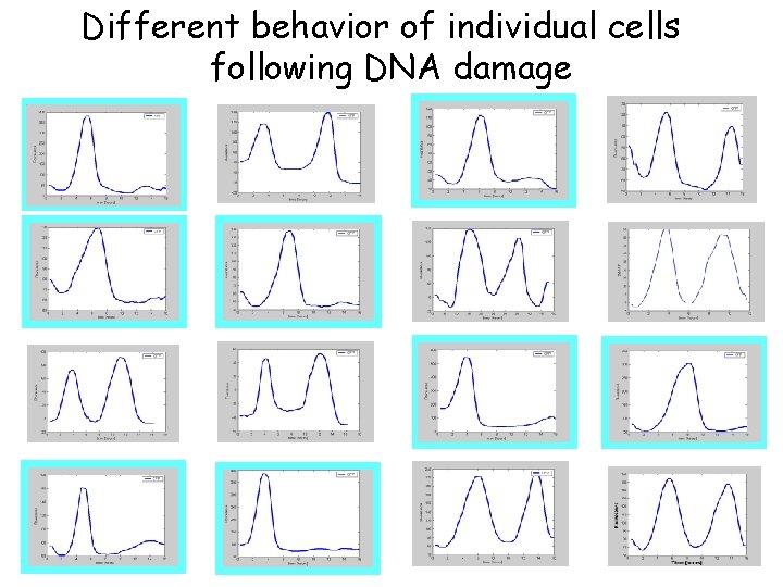 Different behavior of individual cells following DNA damage 