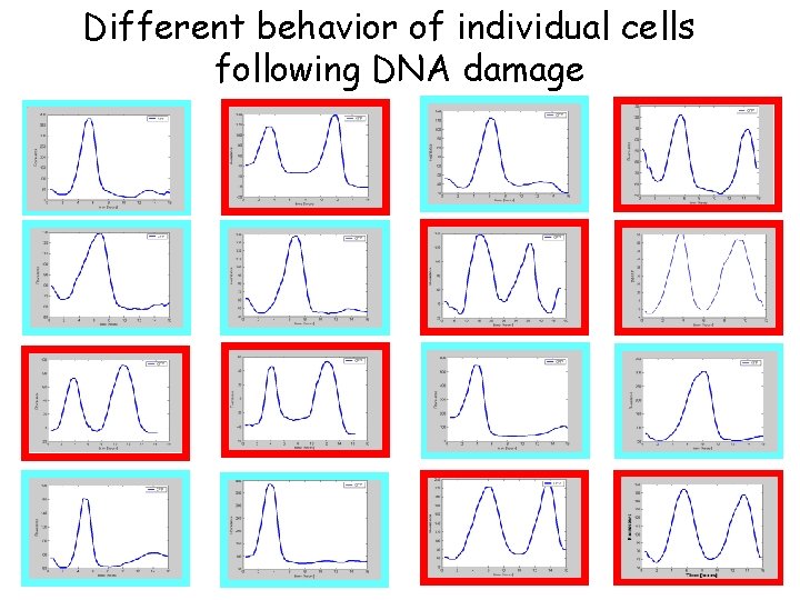 Different behavior of individual cells following DNA damage 