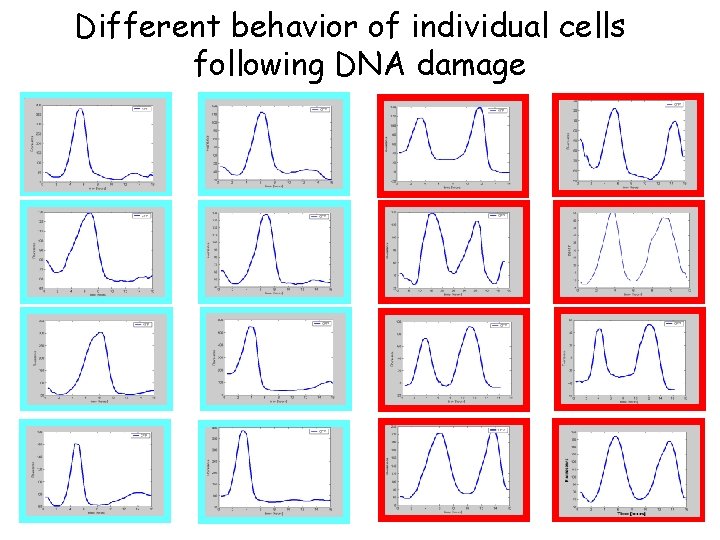 Different behavior of individual cells following DNA damage 