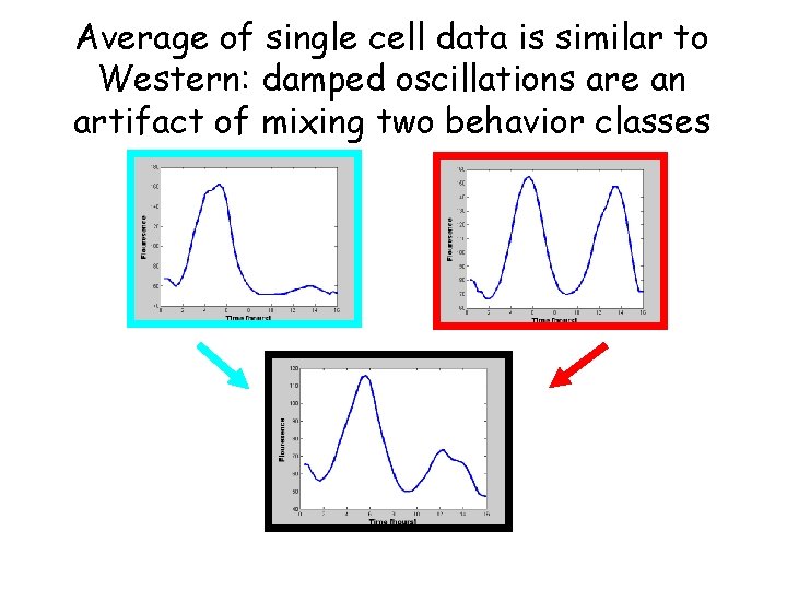 Average of single cell data is similar to Western: damped oscillations are an artifact