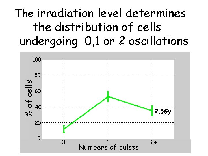 The irradiation level determines the distribution of cells undergoing 0, 1 or 2 oscillations