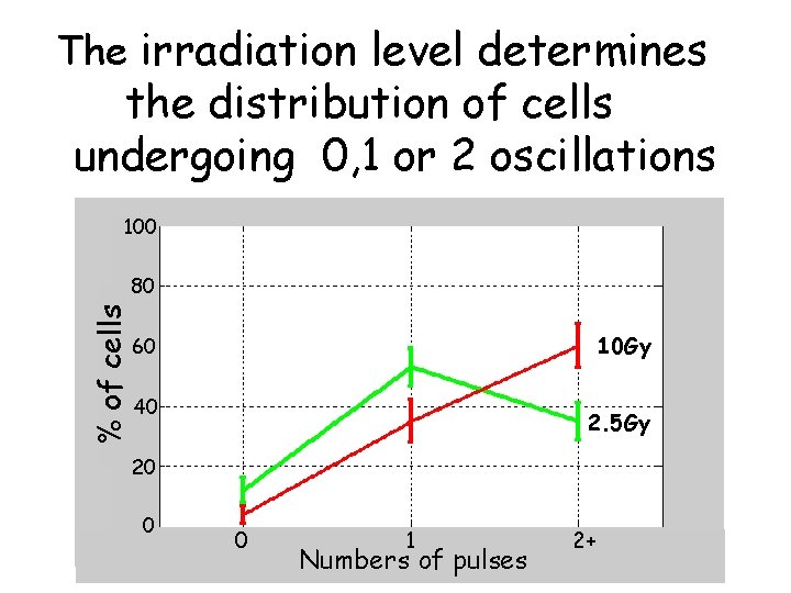 The irradiation level determines the distribution of cells undergoing 0, 1 or 2 oscillations