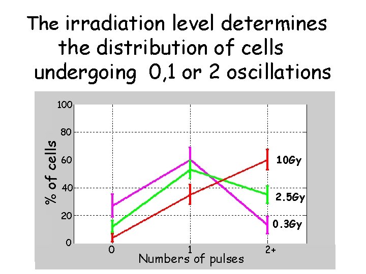 The irradiation level determines the distribution of cells undergoing 0, 1 or 2 oscillations