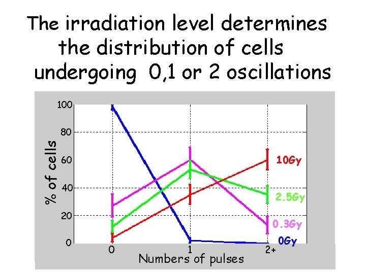 The irradiation level determines the distribution of cells undergoing 0, 1 or 2 oscillations