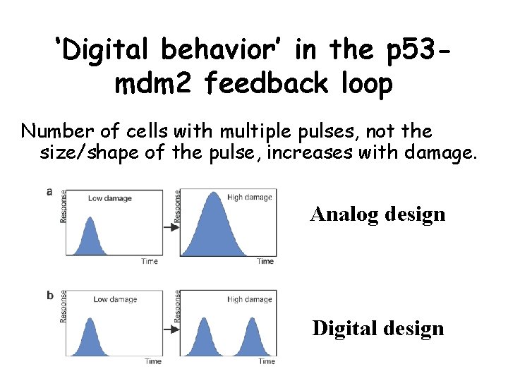 ‘Digital behavior’ in the p 53 mdm 2 feedback loop Number of cells with