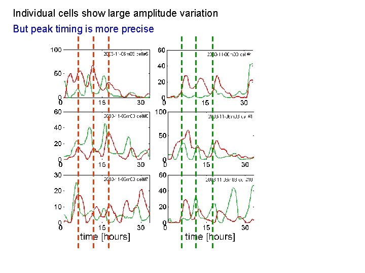 Individual cells show large amplitude variation But peak timing is more precise 