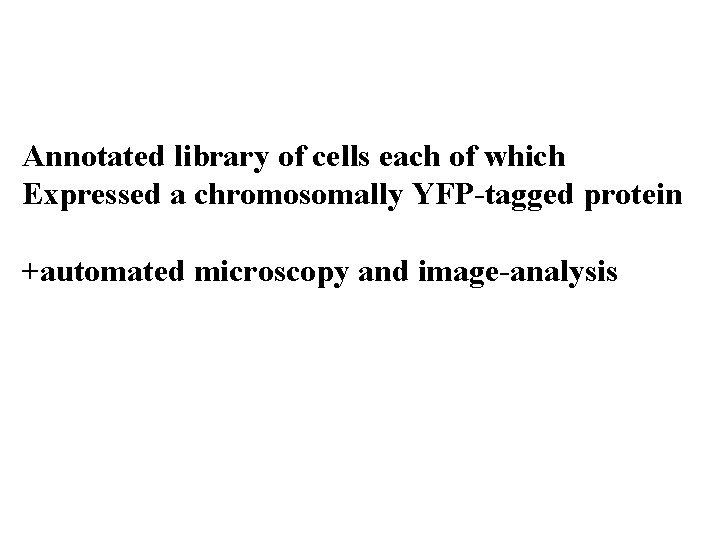 Annotated library of cells each of which Expressed a chromosomally YFP-tagged protein +automated microscopy
