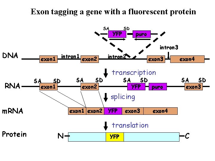 Exon tagging a gene with a fluorescent protein SA DNA RNA YFP SD puro
