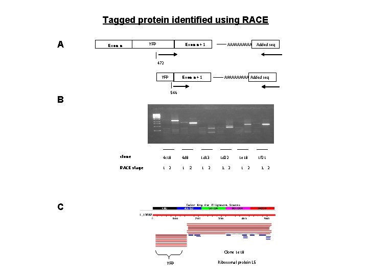 Tagged protein identified using RACE A Exon n YFP Exon n+1 AAAAA Added seq