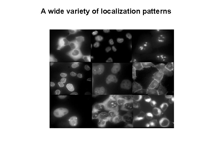 A wide variety of localization patterns 