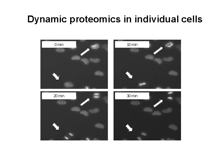 Dynamic proteomics in individual cells 0 min 10 min 20 min 30 min 