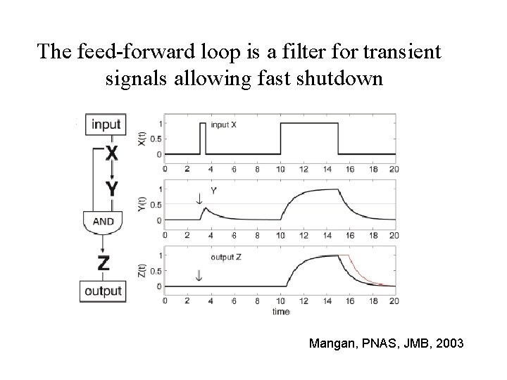 The feed-forward loop is a filter for transient signals allowing fast shutdown Mangan, PNAS,