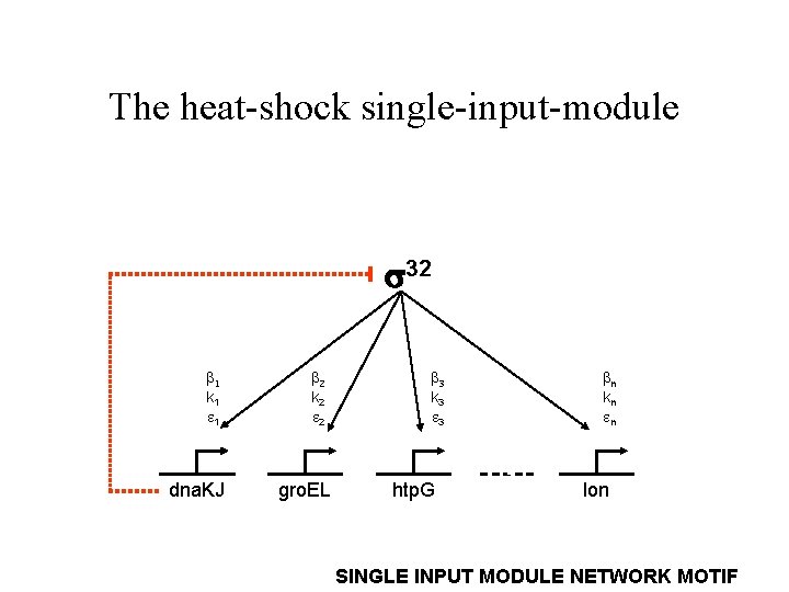 The heat-shock single-input-module 32 b 1 k 1 1 dna. KJ b 2 k