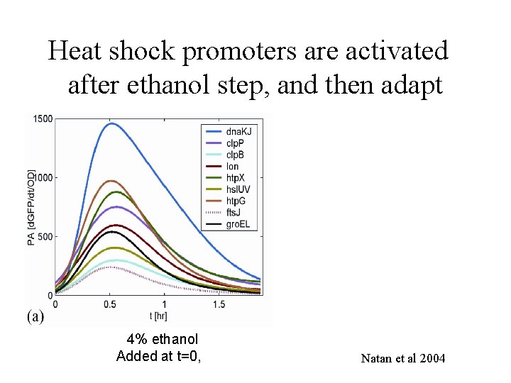 Heat shock promoters are activated after ethanol step, and then adapt 4% ethanol Added
