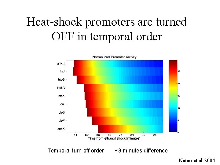 Heat-shock promoters are turned OFF in temporal order Temporal turn-off order ~3 minutes difference