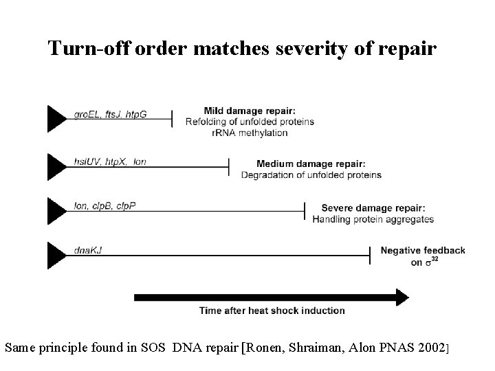 Turn-off order matches severity of repair Same principle found in SOS DNA repair [Ronen,