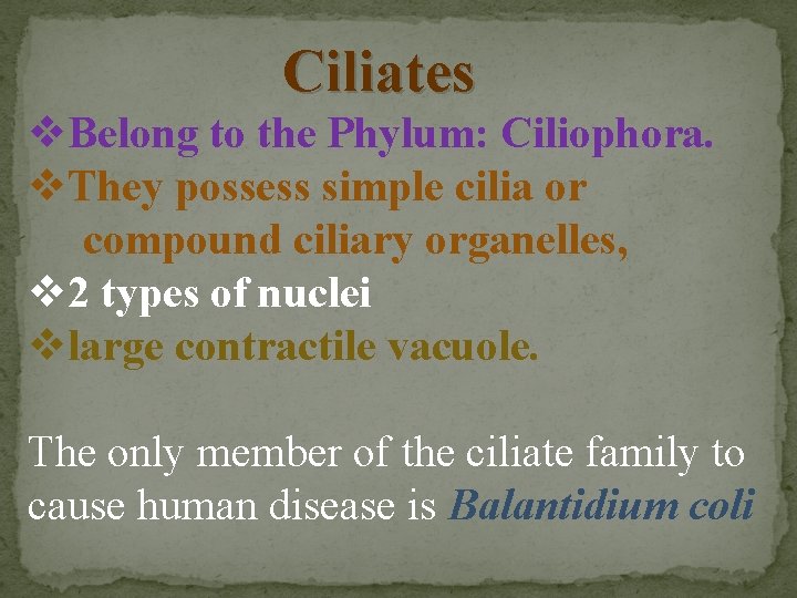 Ciliates v. Belong to the Phylum: Ciliophora. v. They possess simple cilia or compound
