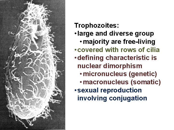 Trophozoites: • large and diverse group • majority are free-living • covered with rows