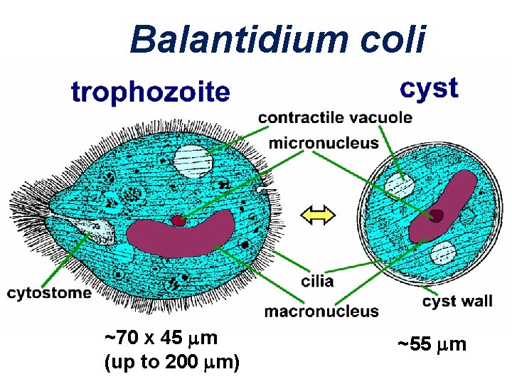 Balantidium coli ~70 x 45 m (up to 200 m) ~55 m 