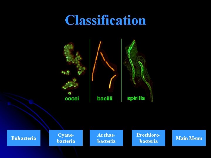 Classification Eubacteria Cyanobacteria Archaebacteria Prochlorobacteria Main Menu 