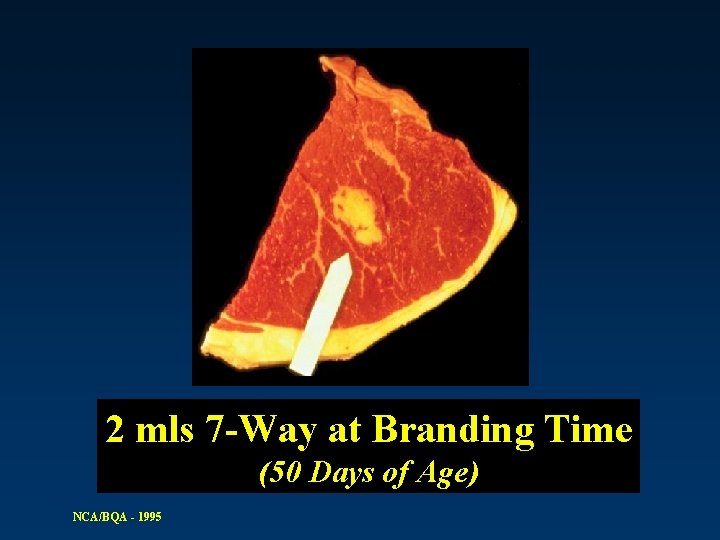 2 mls 7 -Way at Branding Time (50 Days of Age) NCA/BQA - 1995