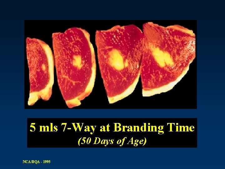 5 mls 7 -Way at Branding Time (50 Days of Age) NCA/BQA - 1995