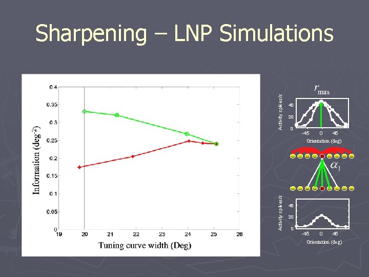 Activity spikes/s Sharpening – LNP Simulations 40 20 0 -45 0 45 Activity spikes/s