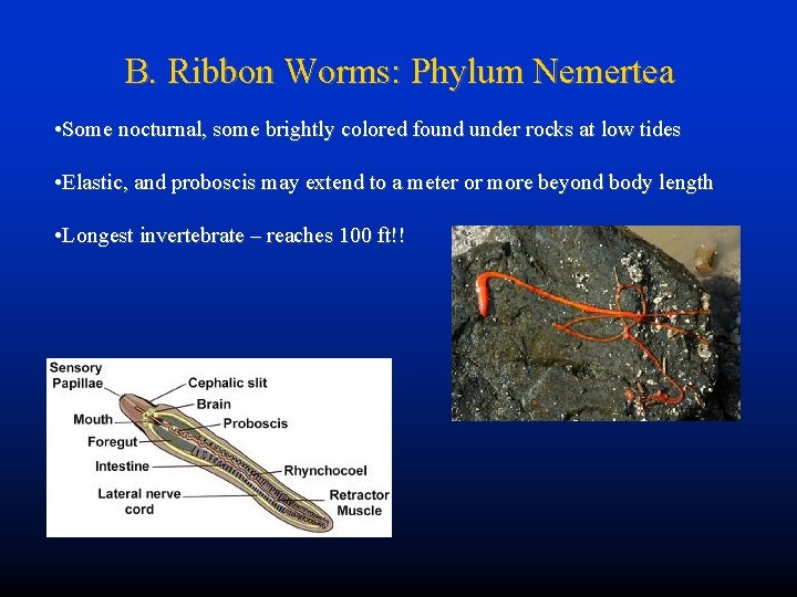 B. Ribbon Worms: Phylum Nemertea • Some nocturnal, some brightly colored found under rocks